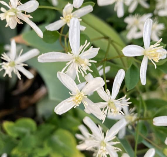 Large Wild Clematis Plant