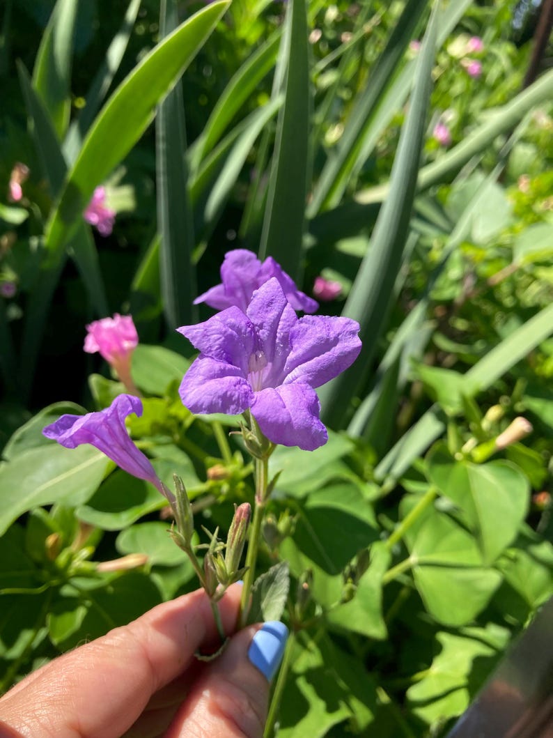 GardenAngel2665 Ruellia Wild Petunia Plant - Thumbnail 5