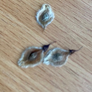 American Elm Tree Seeds