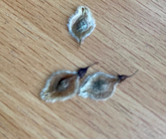 American Elm Tree Seeds