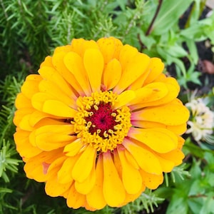Gold Zinnia Seeds