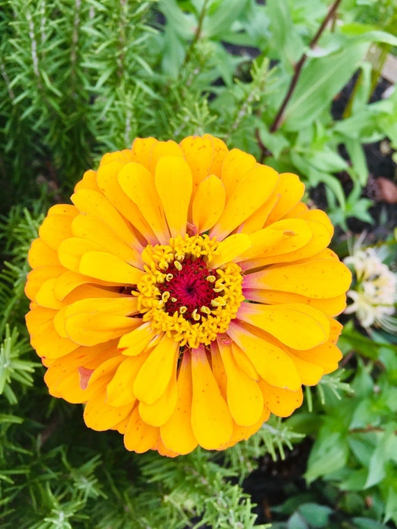 Gold Zinnia Seeds