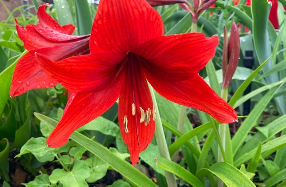 Barbados Red Lily Seeds