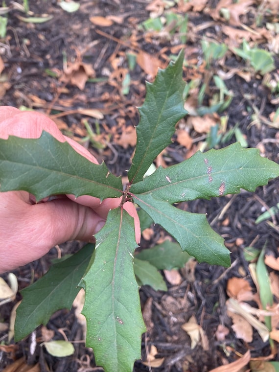 SouthernTexas Live Oak