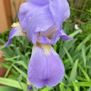 May include: A close-up of a vibrant purple iris flower with water droplets on its petals. The flower has yellow and brown accents in the center and is surrounded by green leaves. The image is taken outdoors.