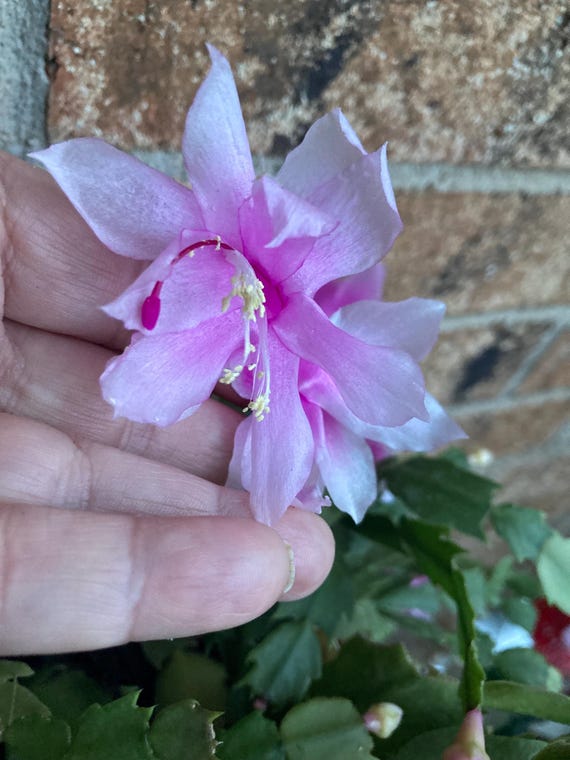 Pink Thanksgiving Cactus Cuttings