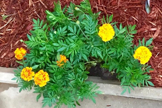 French Assorted Marigold Seeds