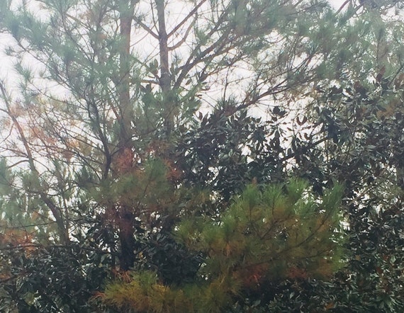 Loblolly Pine Tree Seeds