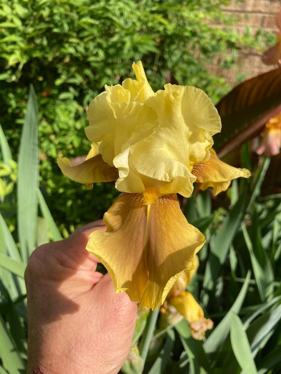 Tall Bearded Iris “ Bayberry Candle “- Pre Sale