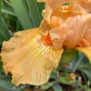 K&ouml;nnte beinhalten: Nahaufnahme einer pfirsichfarbenen Irisbl&uuml;te mit zerknitterten Bl&uuml;tenbl&auml;ttern und einem leuchtend orangefarbenen Zentrum. Die Bl&uuml;te steht in voller Bl&uuml;te und zeigt ihre zarte Textur und komplizierten Details. Gr&uuml;ne Bl&auml;tter bilden einen kontrastierenden Hintergrund.