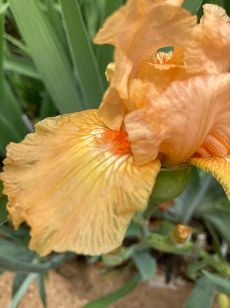 K&ouml;nnte beinhalten: Nahaufnahme einer pfirsichfarbenen Irisbl&uuml;te mit zerknitterten Bl&uuml;tenbl&auml;ttern und einem leuchtend orangefarbenen Zentrum. Die Bl&uuml;te steht in voller Bl&uuml;te und zeigt ihre zarte Textur und komplizierten Details. Gr&uuml;ne Bl&auml;tter bilden einen kontrastierenden Hintergrund.