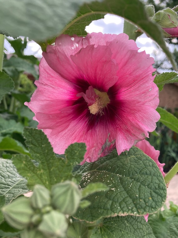Hollyhock Halo Seeds