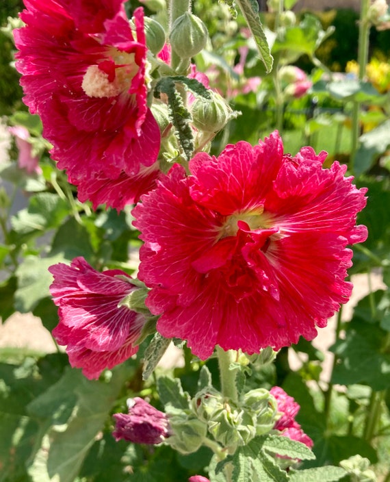 Hollyhock Spring Celebrities Carmine Rose