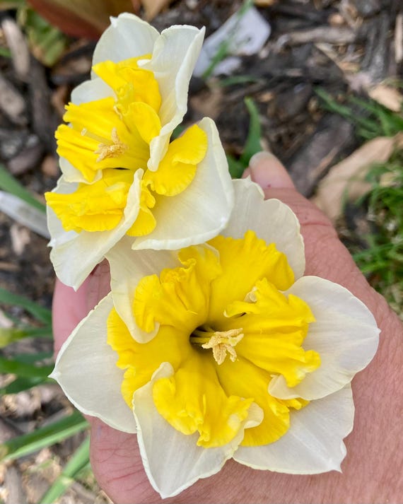 Orangery Butterfly Daffodil Bulb
