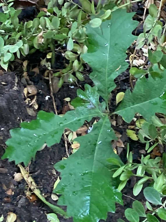 Burr Oak Tree