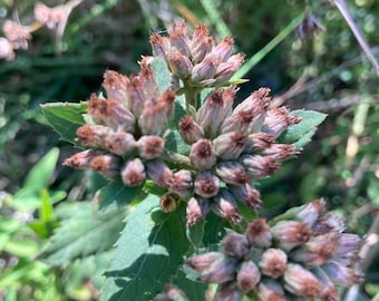 Sweetscent Seeds | Pluchea Odorata, Aromatic Wildflower