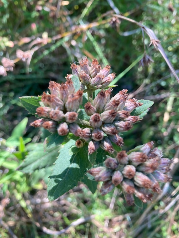 Sweetscent Seeds