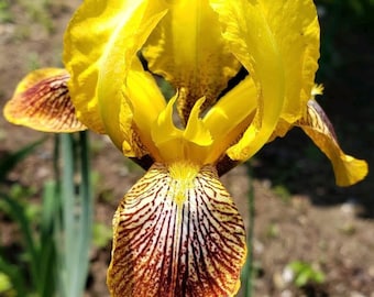 Tall Bearded Iris “ Sans Souci ”