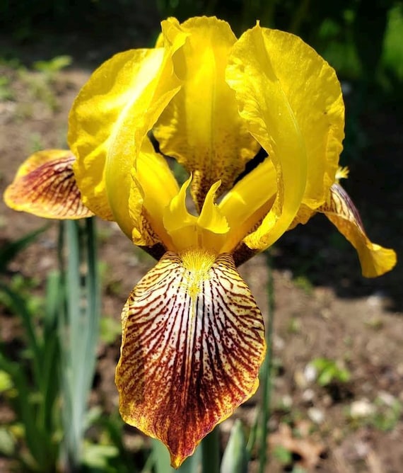 Tall Bearded Iris “ Sans Souci ” - Ships Now