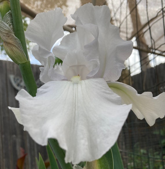 Tall Bearded White Iris “ Igloo “ Pre-Sale
