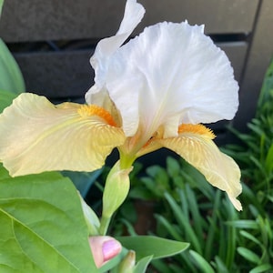 May include: Close-up of a white and yellow iris flower. The flower has large, ruffled petals with yellow and orange accents. Green leaves and grass surround the flower, with a dark fence in the background.
