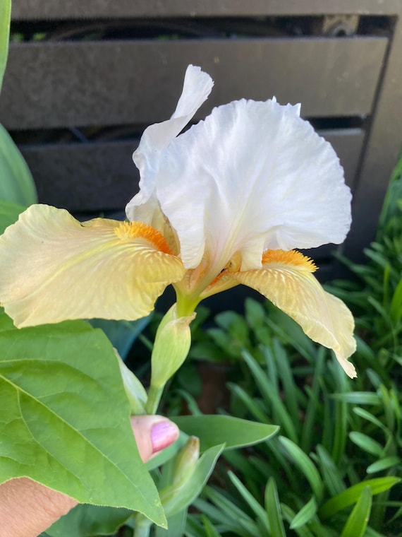 Intermediate Bearded Iris “ Champagne Encore“ - Pre Sale*