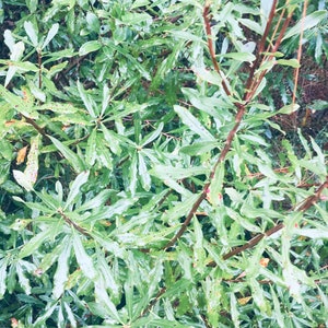 Swamp Titi - Cyrilla Racemiflora Seeds