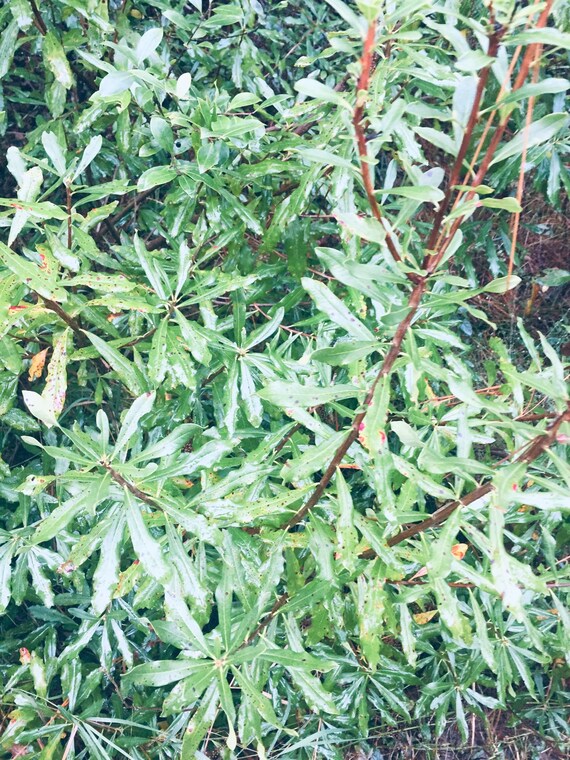 Swamp Titi - Cyrilla Racemiflora Seeds