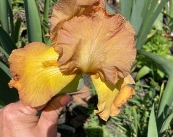 Tall Bearded Iris “ Gay Lights “
