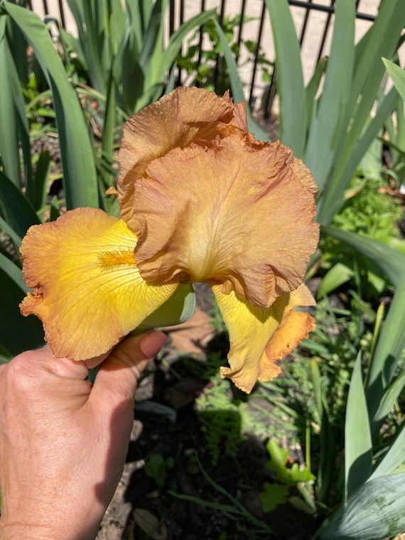Tall Bearded Iris “ Gay Lights “ - Pre Sale