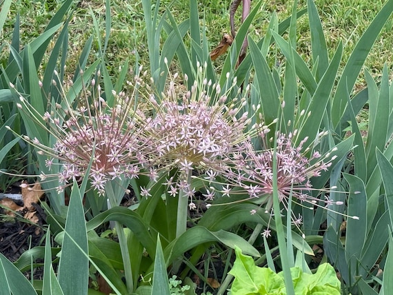 Allium shubestii Seeds