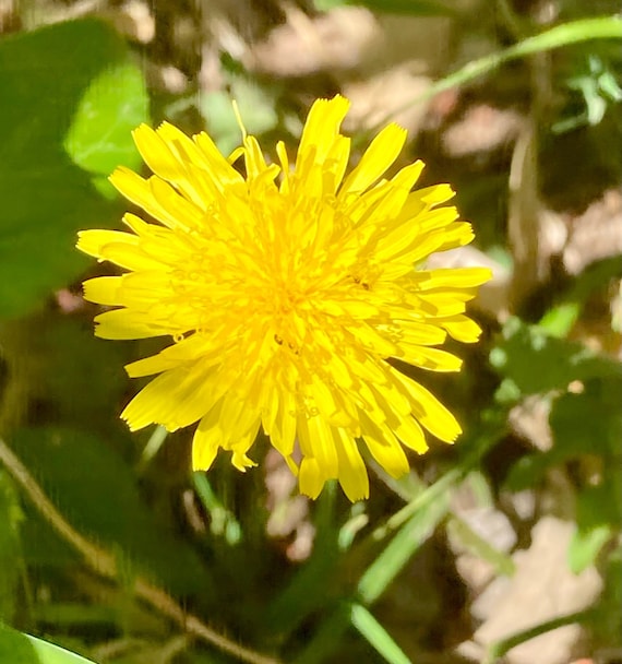 Dandelion Seeds 50+ Seeds