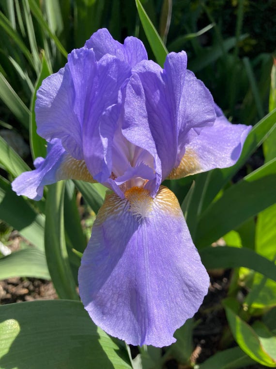 Tall Bearded Iris “  Tyrolean Blue   “ - Ships Now