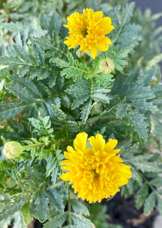 African Marigold Seeds