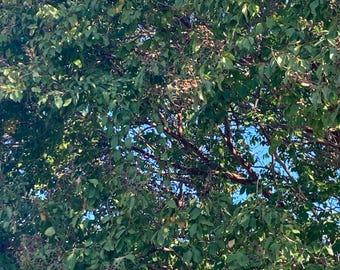White Crape Myrtle Tree Seeds