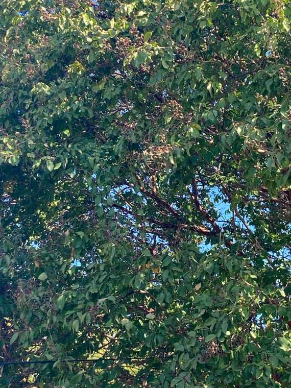 White Crape Myrtle Tree Seeds