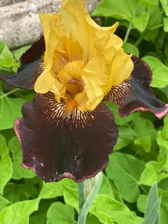 Tall Bearded Iris “ What It’s Worth “ - Pre Sale