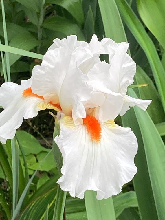 Tall Bearded Iris “ White Hot “ - Live Plant
