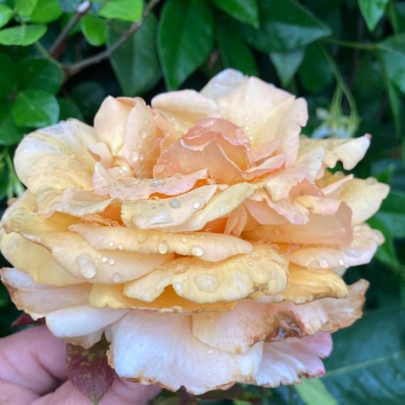 Tea Rose Cuttings