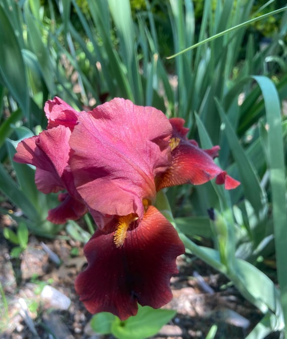 Red At Night Tall Bearded Iris