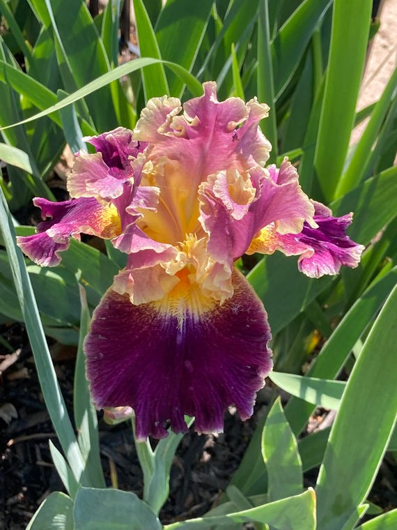 Tall Bearded Iris “ Spirit World “ - Pre Sale