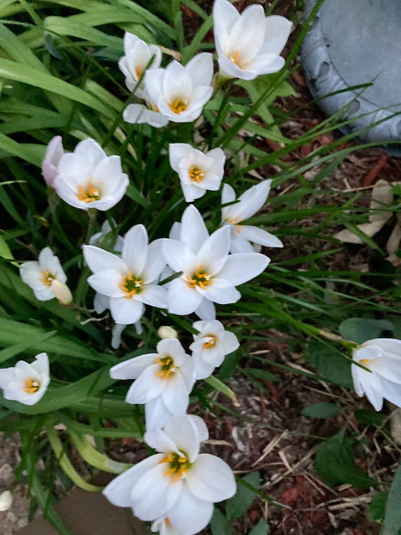 White Rain Lily Seeds