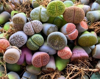 Lithops multiple