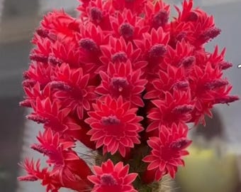 Raro Cleistocactus samaipatanus