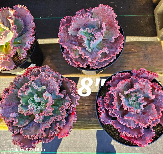 Echeveria Gorgon's Grotto from my personal collection. So