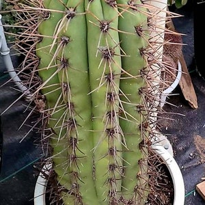 GOLDEN Saguaro Trichocereus terscheckii afbeelding 2