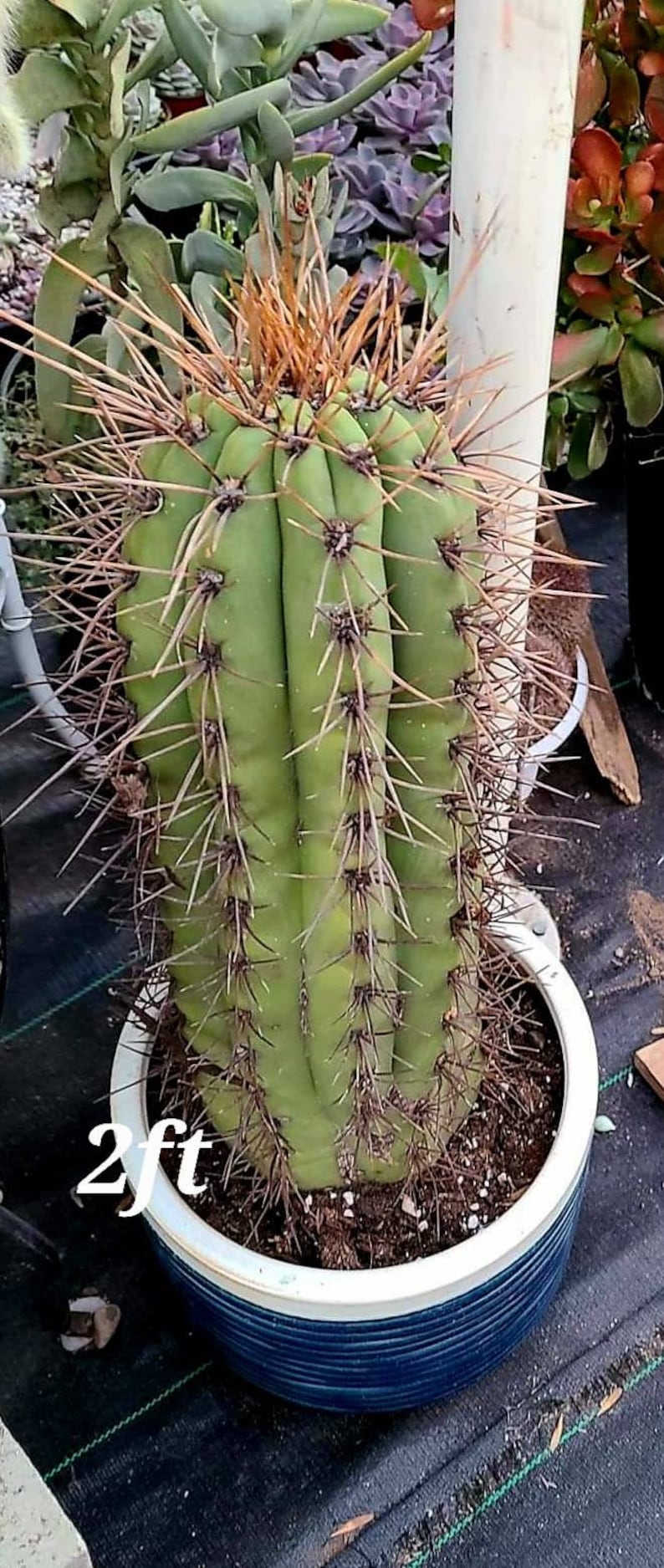 GOLDEN Saguaro Trichocereus terscheckii image 2