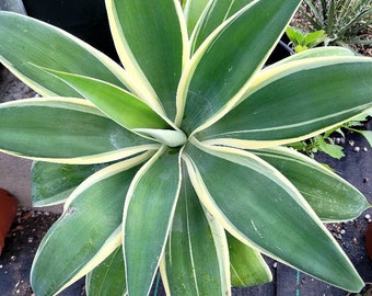 Variegated Agave Attenuata Roy of Light Fox Tail Agave