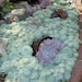 see more listings in the Echeveria  section