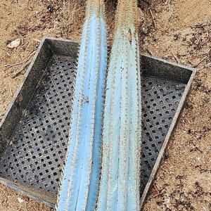 Puede incluir: Dos plantas de cactus azules con espinas, que descansan sobre una bandeja de pl&aacute;stico negra con un patr&oacute;n de cuadr&iacute;cula. Las plantas de cactus est&aacute;n sobre una superficie arenosa marr&oacute;n.